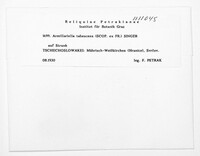 Desarmillaria tabescens image